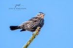 Female Red-Winged Blackbird 2020 02.jpg