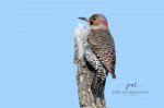 Northern Flicker 2020 01.jpg