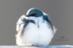 Tree Swallow on the Deck.jpg
