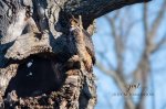 Great Horned Owl Protecting Baby 01.jpg