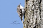 Brown Creeper at Saunders Pond.jpg