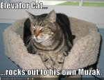 elevator cat.jpg