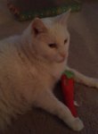 Klinger with Catnip toy 070612 (473x640).jpg