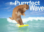 surfing perfect wave.gif