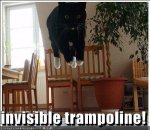 cat-invisible-trampoline.jpg