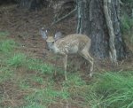 bambi072912.jpg