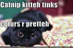 funny-pictures-catnip-cat-likes-colours.jpeg