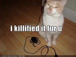 funny-pictures-cat-killed-a-spider-for-you1.jpeg