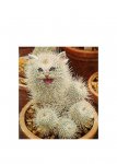 cactus cat.jpeg