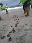 Sanibel Baby Turtles.jpg