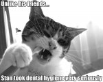 cat_toothbrush3.jpeg