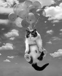 CatBalloon.jpeg