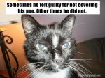 cats-funny-poo.jpeg