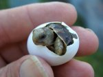 Baby Turtle.jpg