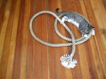 cat ropes.jpeg