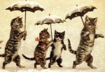 umbrella-cats.jpeg