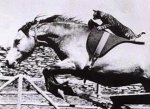 cat riding horse.jpg