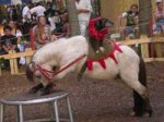 dog-and-pony-show1.jpg