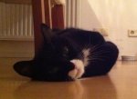 Sweet kitty small.jpg