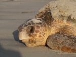 loggerhead momma.JPG