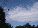 Clouds & Bird.jpg