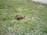 Groundhog.jpg