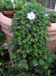 Episcia-dianthiflora_11-14-07_6384PA-A_1_C_prl.jpg