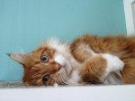 robbie lying down.jpg