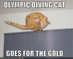 olympicdivingcat.jpg