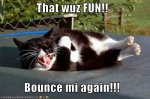 trampolinecat.jpg