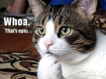 Epic Cat.jpg