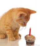 birthday-kitten-with-cupcake.jpg