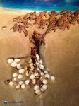 Sea Turtles hatching.jpg