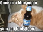 bluemooncatbeer.jpg