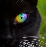 rainbow cat eye.jpeg