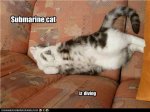 submarine cat diving.jpeg