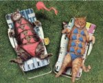 Bikini cats.jpg