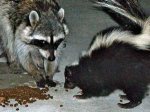 Urban_raccoon_and_skunk.jpeg