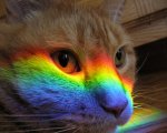 rainbow-cat-150480.jpeg