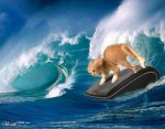 surfercat.jpg