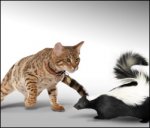catArticlesImages-skunk.jpeg