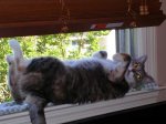 Disneyland, Oxmoor and newkitty belly-1.jpg