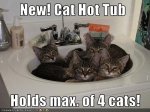 hot tub cats.jpeg