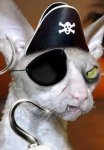 Pirate cat.jpg