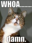 whoa cat.jpeg