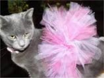 pink tutu cat.png pink tutu cat.png