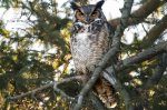 Female Great Horned Owl.jpg