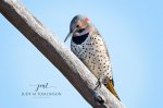 Northern Flicker 2020 02.jpg