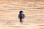 Pied-Billed Grebe 2020 01.jpg