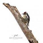 Yellow-Bellied Sapsucker 03.jpg